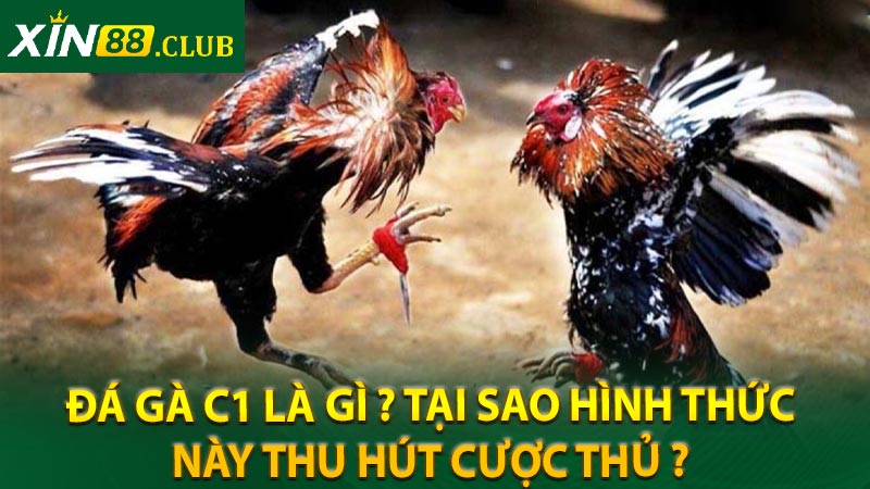 Đá gà C1 là gì ? Tại sao hình thức này thu hút cược thủ ?